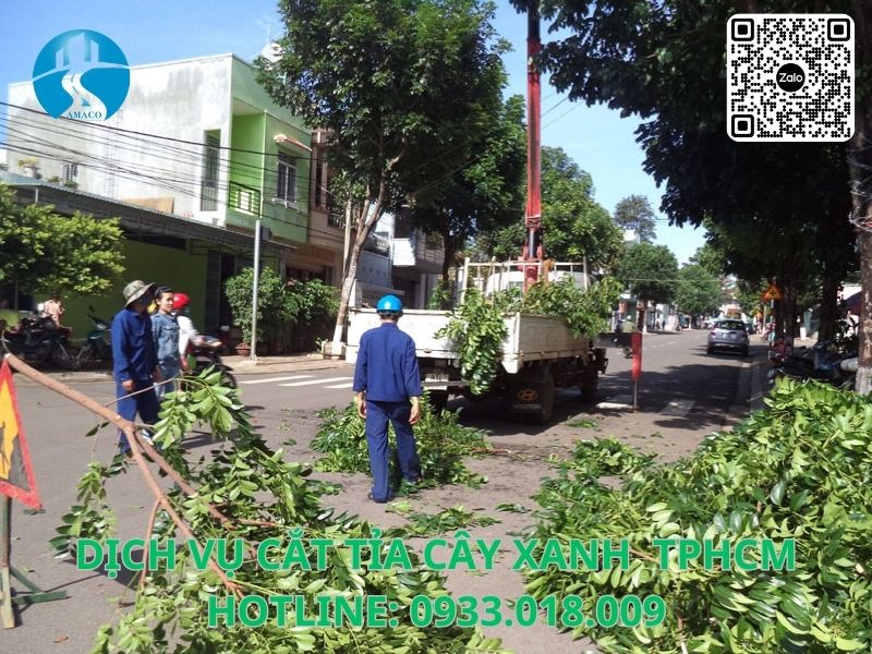 Dọn dẹp hiện trường sau khi chặt cây, thu gom cành lá và thân cây – AMACO thi công tại TP.HCM