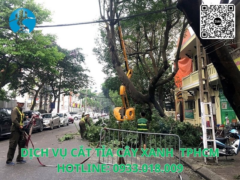 Dịch vụ cắt tỉa cây xanh TPHCM