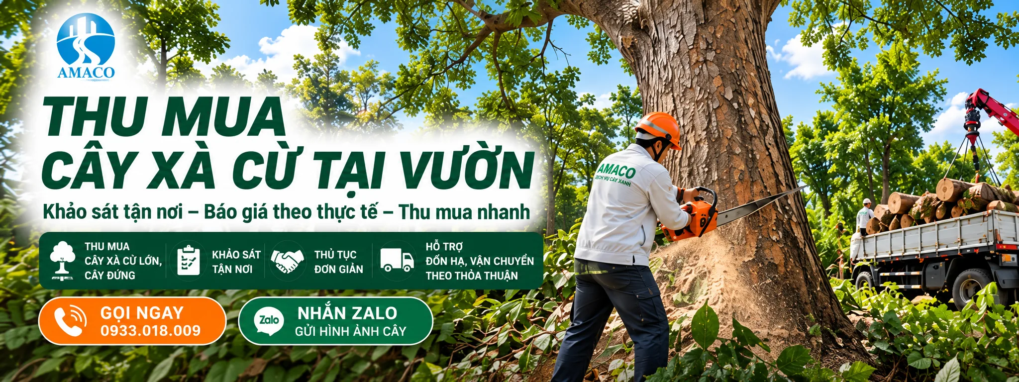 Hình minh họa thu mua cây xà cừ lớn tại vườn và vận chuyển gỗ