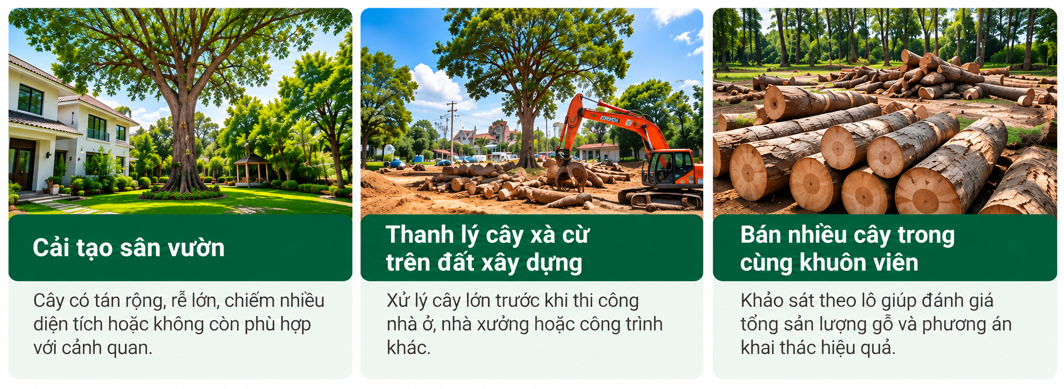 Minh họa các trường hợp cải tạo vườn và thanh lý cây xà cừ