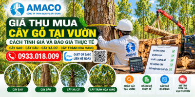 AMACO khảo sát đo kích thước thân cây để đánh giá giá thu mua cây gỗ tại vườn