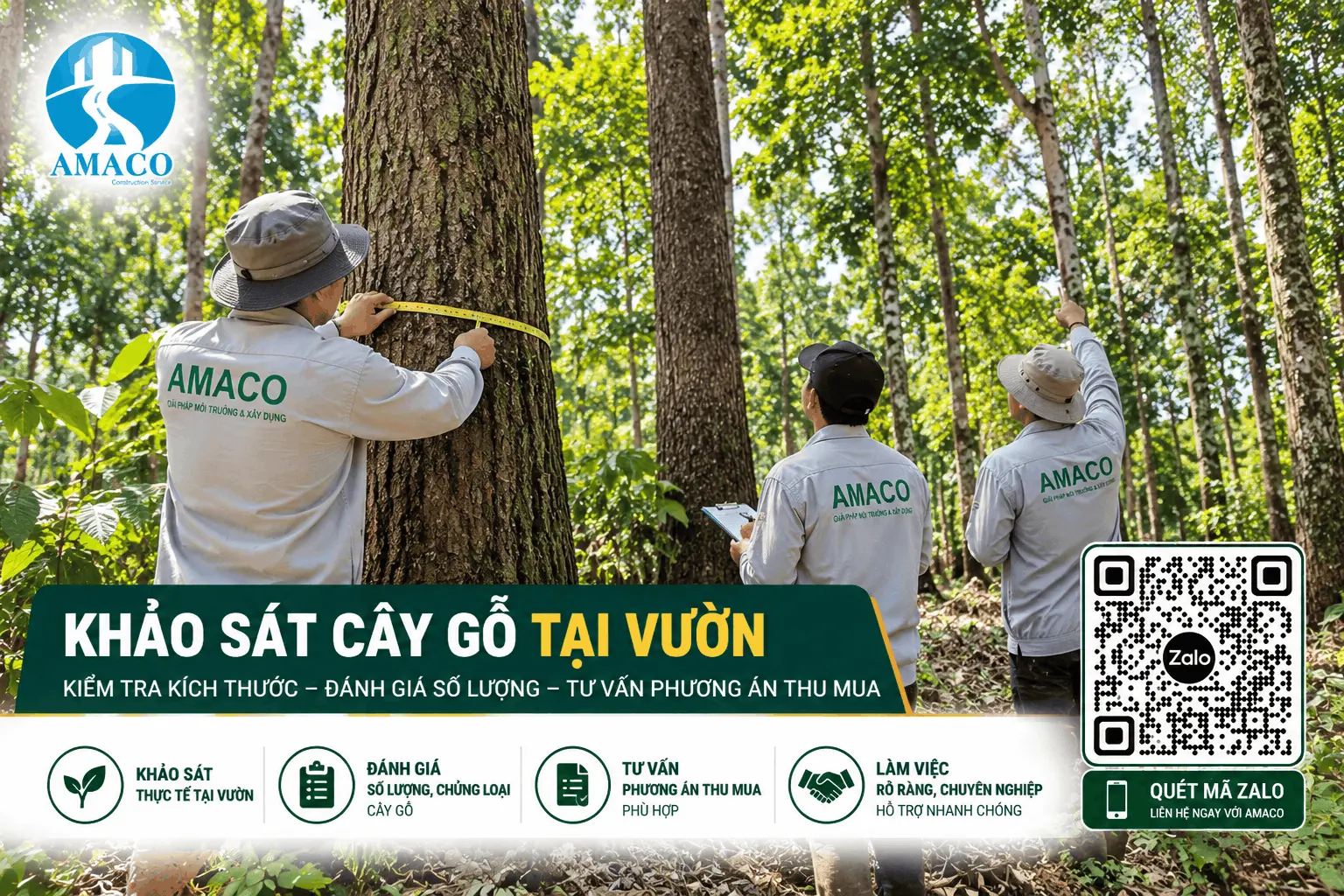 Khảo sát kích thước và tình trạng thân cây gỗ trước khi thu mua