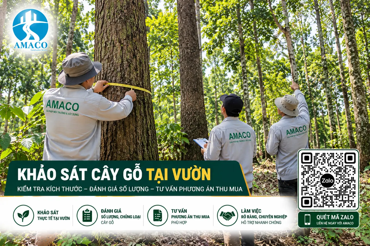 Nhân viên minh họa thao tác đo chu vi thân cây gỗ trước khi định giá