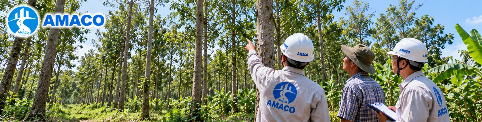 Nhân viên khảo sát vườn cây gỗ đứng trước khi thu mua bao đốn hạ và vận chuyển