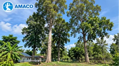 Hai cây gỗ lớn tại vườn cần khảo sát thu mua số lượng ít