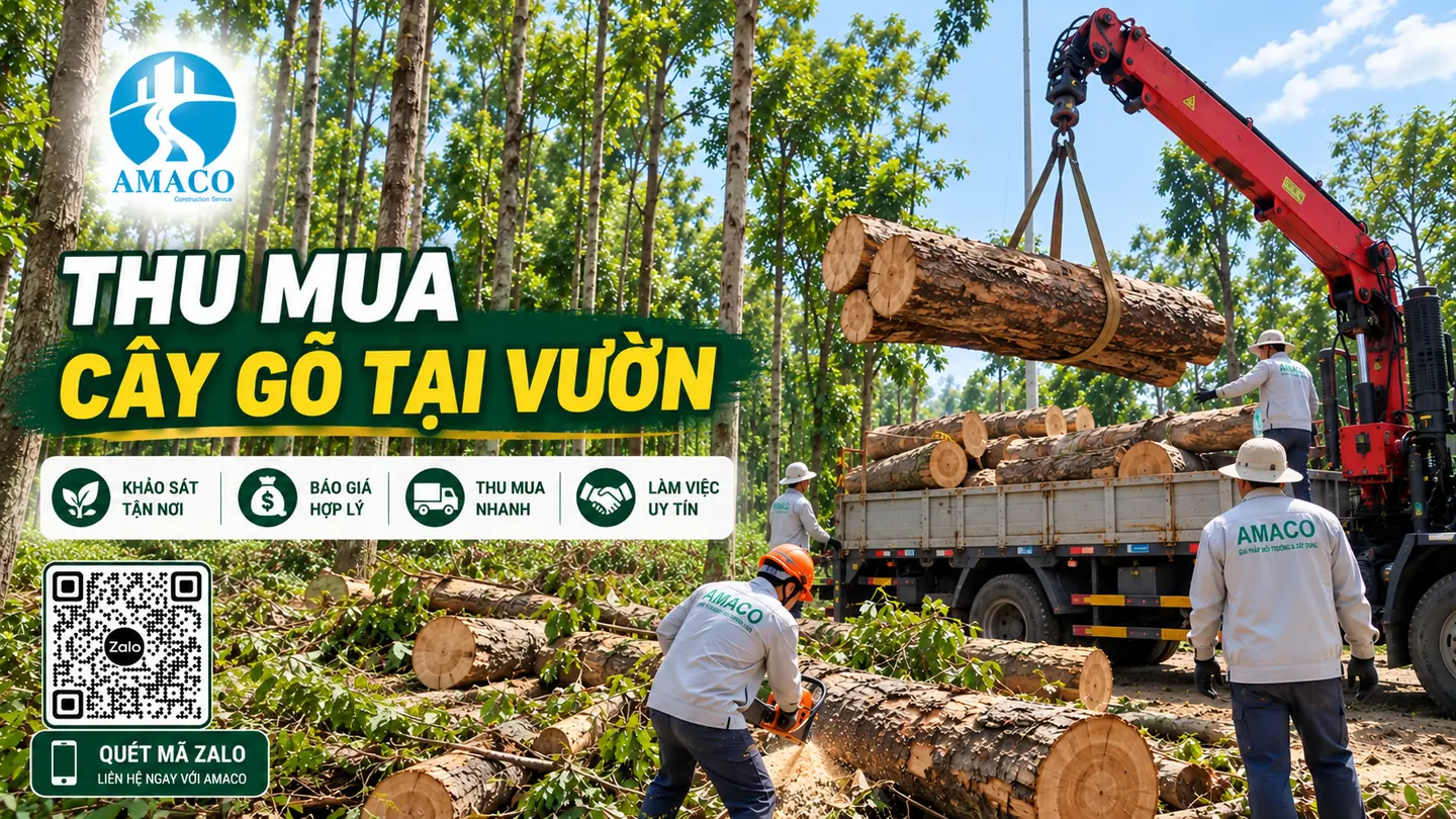 Hình minh họa dịch vụ thu mua cây sao đứng tại vườn, thu gom và vận chuyển gỗ
