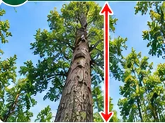Hình minh họa cây gỗ lớn cần ước tính chiều cao và đoạn thân thẳng